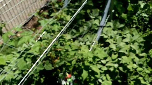 Raspberry (Rubus idaeus) смотреть онлайн