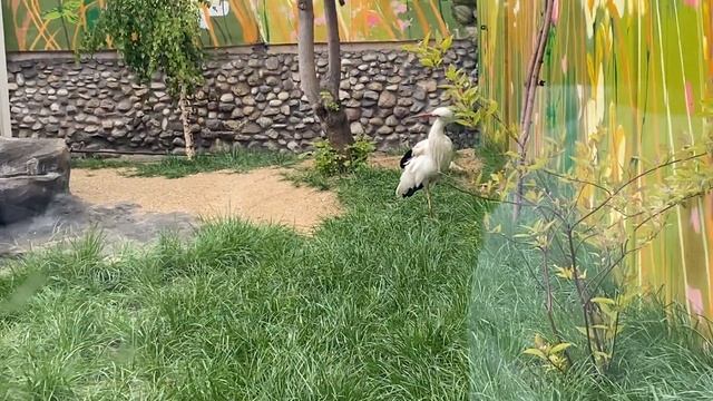 Московский Зоопарк. Птицы смотреть онлайн