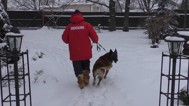 СОБАКА ДЛЯ ОХРАНЫ ДОМА
