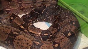 Спаривание удавов!