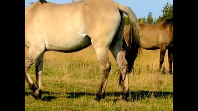 Самые редкие породы лошадей. ТОП 5 смотреть онлайн