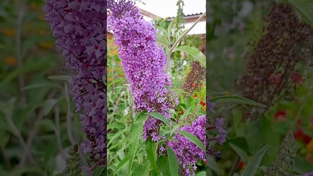 Сирень Буддлея Давида (Buddleja davidii).?