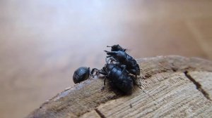 ЖУКИ ДОЛГОНОСИКИ или СЛОНИКИ (лат. Curculionidae). Никита Нюняев. Одесса июнь 2018