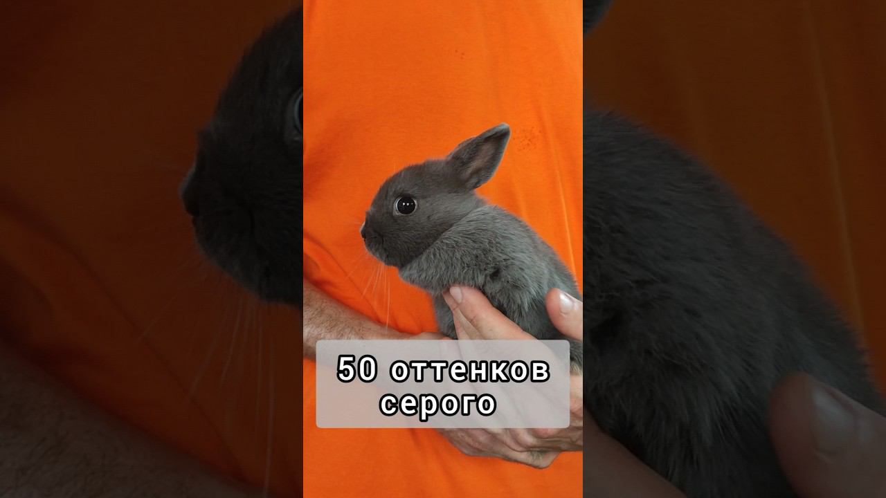 Обзор 50 оттенков серого  кролика #карликовыйкролик