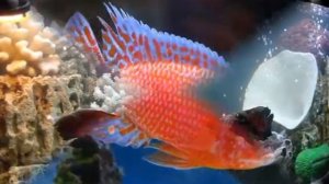 ЖЕМЧУЖИНЫ ОЗЕРА МАЛАВИ