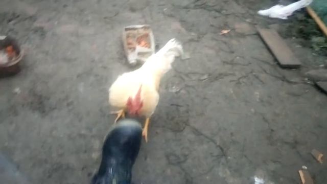 Петух ? защищает курочек. смотреть онлайн