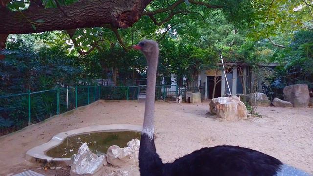 Shanghai Zoo - Strauss смотреть онлайн