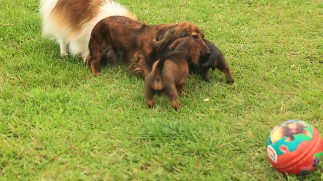 Щенки таксы смотреть онлайн