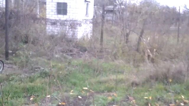 Дачный фазан .Запорожье смотреть онлайн