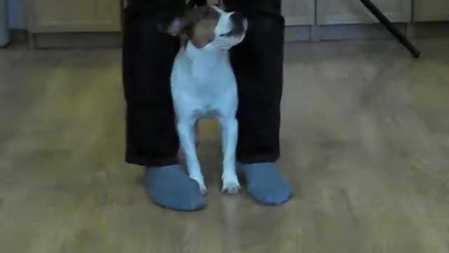 джек рассел терьер воспитание дрессировка смотреть онлайн