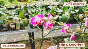 PROMO FLASHSALE Anggrek Bulan Taiwan, Vanda James Story Kualitas Super Premium Murah WA 08133507355