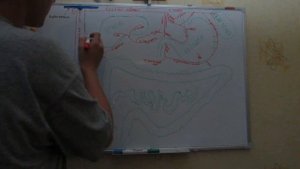 Непарные висцеральные ветви брюшной аорты
