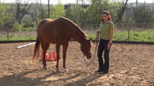 С чего начать тренинг лошади?