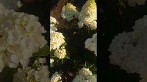 Метельчатая гортензия Сандей Фрайз