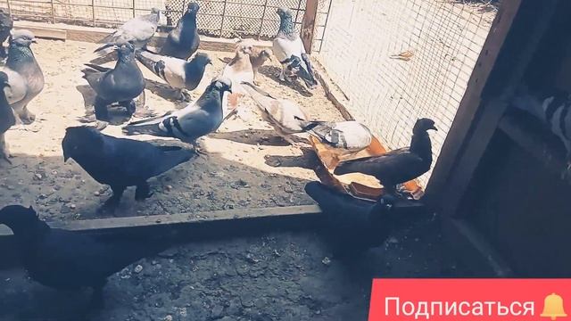 Бойные Голуби Таджикистан Город Исфара смотреть онлайн