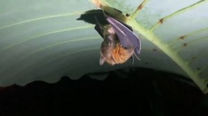 Самая милая фруктовая летучая мышка! Cute fruit bat