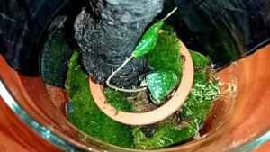 ХОЙЯ IMBRICATA ПОСЛЕ ПЕРЕСАДКИ.