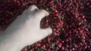 Готовлю шиповник к продаже. Ссылки на товар в описании