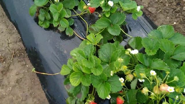 Клубника.Плодоношение через два месяца после посадки. смотреть онлайн