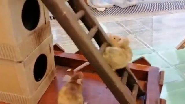 Дрессированные мышки осваивают мышиную спортивную площадку смотреть онлайн