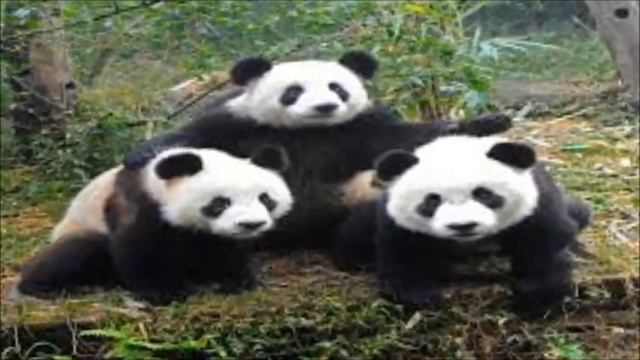 Панда,Самое красивое и чудесное животное в мире смотреть онлайн