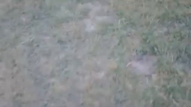 Утро Цветы смотреть онлайн