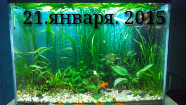 Аквариум 100 литров за 4 месяца смотреть онлайн