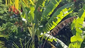 Цветочный магазин в Бразилии.