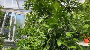 Листовая подкормка в "домике для цитрусов"