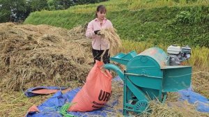 Complete the work of harvesting rice, gather rice and thresh it with a mini threshing machine