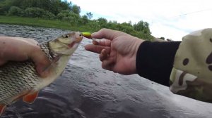 рыбалка на спиннинг на реке Онега. 2024 год. Голавль. Приманка Micro tappy