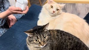 Устраняем неприятные запахи с озонатором! Обзор озонатора Kitfort KT2859 #kitfort #китфорт