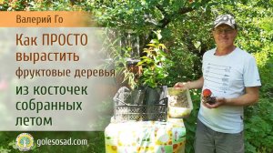 КАК ПРОСТО ВЫРАСТИТЬ ФРУКТОВОЕ ДЕРЕВО ИЗ КОСТОЧКИ!