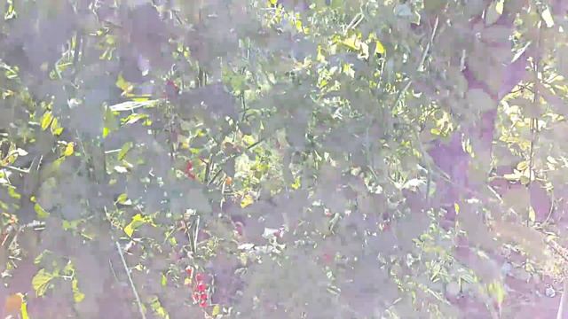 Томат "Красная смородина" смотреть онлайн