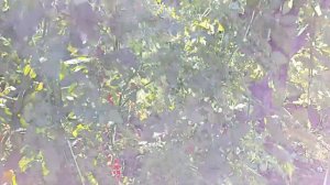 Томат "Красная смородина"