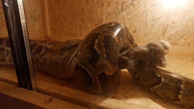 питон Сёма доедает кролика змея ест кролика змея ест смотреть онлайн