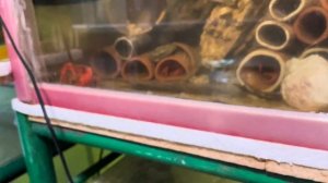 Флоридские раки содержание и размножение. Линька, укрытия, кормежка. Как содержать Раков с рыбками.