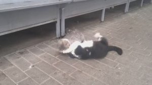 Cat fight / Коты дерутся за территорию
