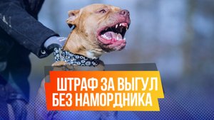 В России хотят ввести штрафы за выгул собак без намордника