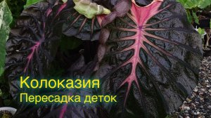 Справится даже ребенок! Пересадка колоказии. Самый просто способ!