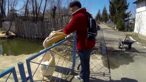 Пеликан напал на человека. Как я знакомился с пеликанами)