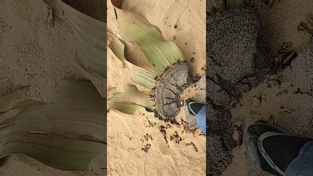 Welwitschia Mirabilis