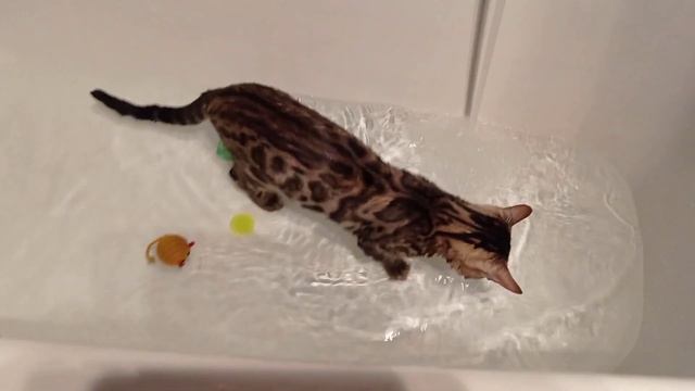 Бенгальский кот принимает ванну. смотреть онлайн
