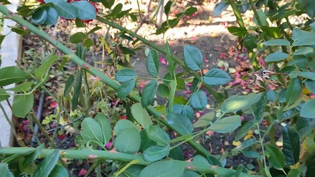 Обрезка роз. Обрезка плетистой розы. смотреть онлайн