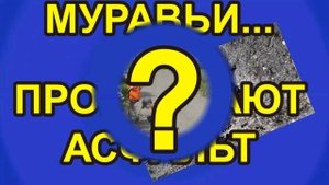 МУРАВЬИ... ПРОГРЫЗАЮТ АСФАЛЬТ? ОНИ ВОКРУГ НАС.