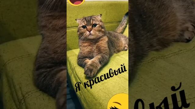 Красивее Кошки Зверя Нет??
