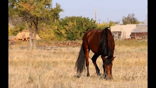 Кулунда, Кулунда
