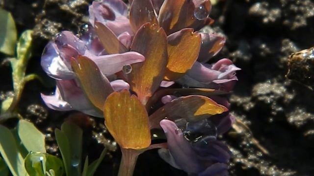 Хохлатка_Ряст_2 16_03_2020 смотреть онлайн