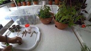 Осеннее черенкование  бегоний