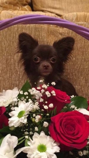 Маленькая Мира не любит гулять и реагирует на ребёнка